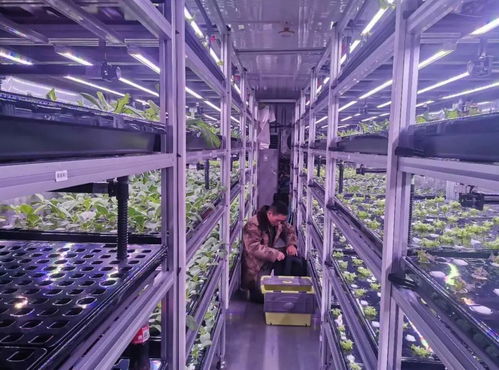中科三安、京東等國(guó)內(nèi)20家植物工廠大盤點(diǎn) 生物技術(shù)驅(qū)動(dòng)農(nóng)業(yè)新變革